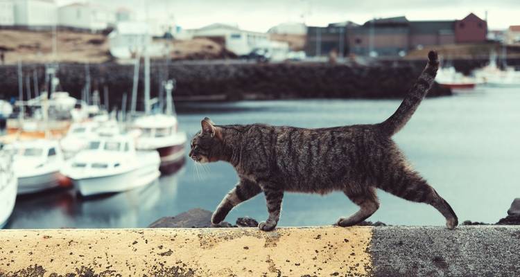 Chat rayé marchant avec assurance le long du mur du port avec des bateaux amarrés en arrière-plan