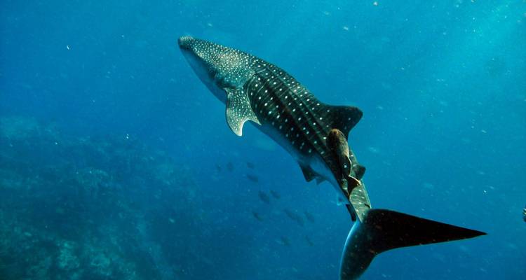 Un immense requin-baleine nage dans l'océan ouvert avec des poissons-pilotes à sa traîne.