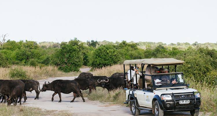 Le camion de safari s'arrête tandis qu'un troupeau de buffles du Cap traverse lentement une piste sableuse.