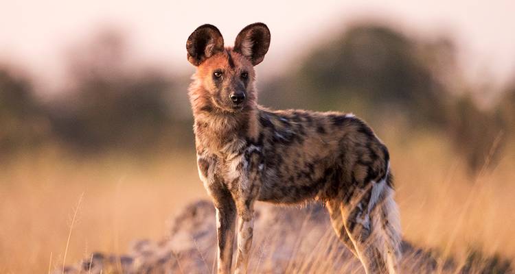 Portrait rapproché d'un lycaon africain se tenant alerte dans l'herbe dorée au crépuscule.