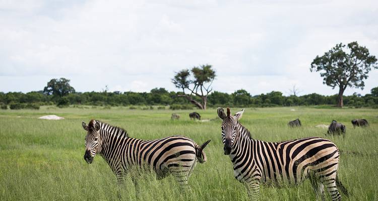 Deux zèbres en train de paître dans l'herbe verte haute d'une savane ouverte sous un ciel pâle.