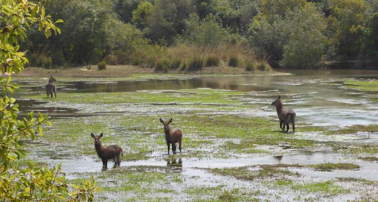 Tres antílopes están parados en aguas pantanosas poco profundas rodeados de vegetación verde y árboles distantes.