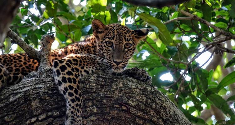 Léopard allongé sur une branche d'arbre regardant intensément à travers le feuillage de la jungle.
