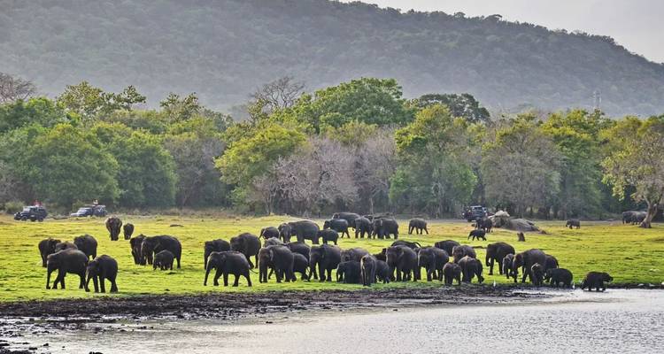 Grand troupeau d'éléphants sauvages en train de paître à côté d'un lac avec des véhicules de safari en arrière-plan.