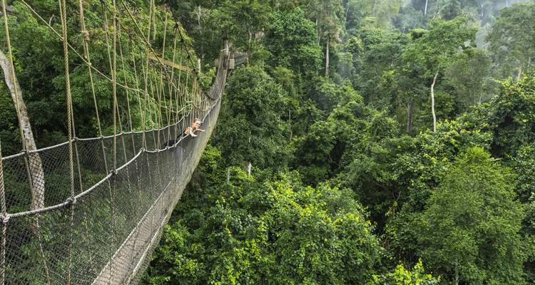 Voyageur allongé sur un long pont à baldaquin suspendu haut au-dessus de la forêt tropicale.