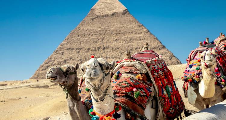 Des chameaux décorés posent devant une imposante pyramide de Giza sous un ciel bleu sans nuage.