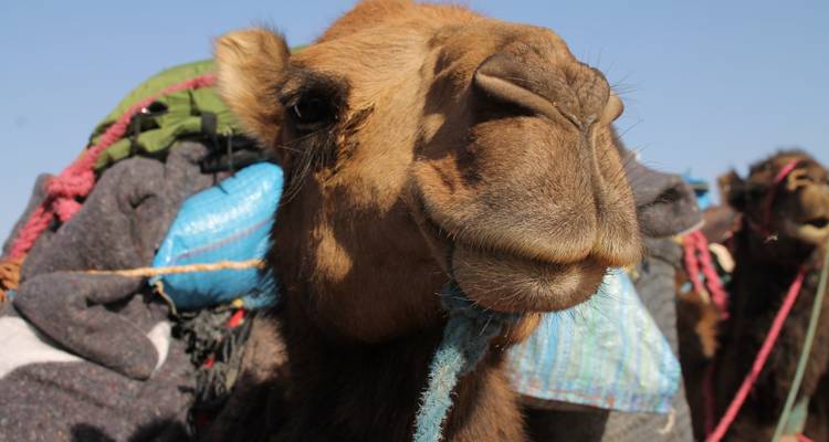 Gros plan du visage d'un chameau chargé de sacoches de selle colorées dans le désert.