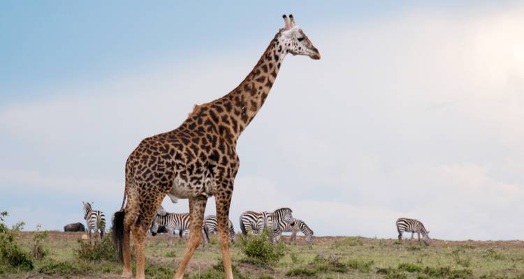 Grande girafe dans une savane ouverte avec des zèbres qui paissent en arrière-plan sous un ciel lumineux