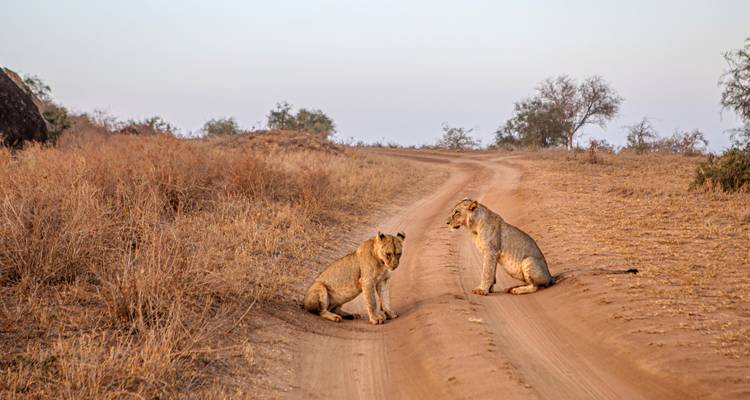 Deux lionne au repos sur une piste poussiéreuse dans une savane aride à l'aube
