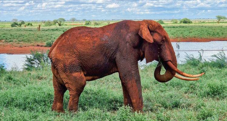 Elefante cubierto de barro con colmillos largos pastando junto al agua en la sabana verde