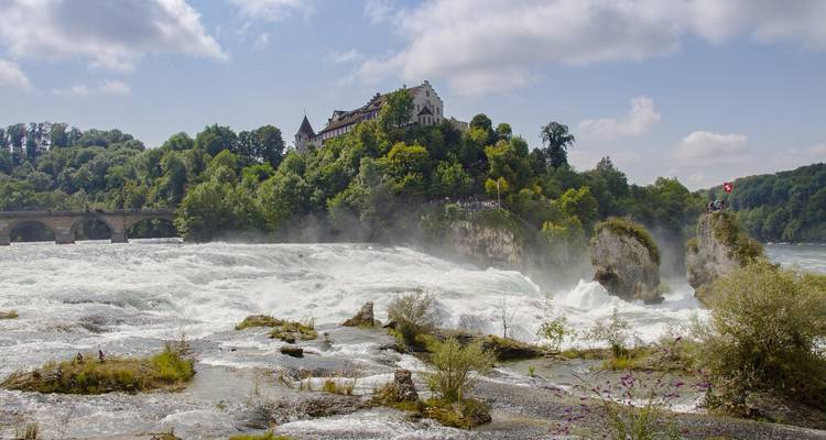 Les puissantes chutes du Rhin cascadant sur des roches mousses avec le Schloss Laufen sur une colline boisée.