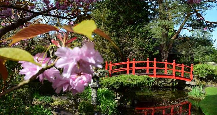 Les fleurs de cerisier rose en flou artistique encadrent un pont ornemental rouge enjambant un bassin dans un jardin japonais.