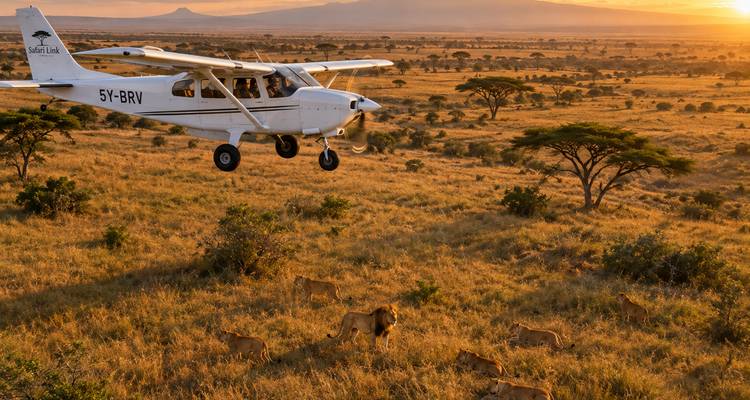 Avions volant à basse altitude survolant une troupe de lions errant dans une plaine dorée sous la lueur chaude du lever de soleil.