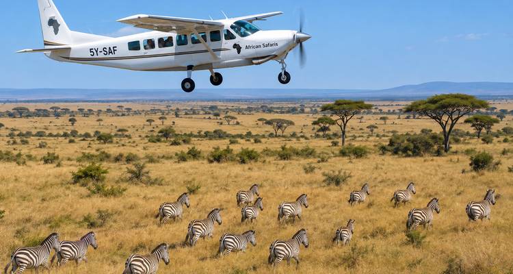 L'avion survole un troupeau de zèbres qui paissent dans la vaste savane ensoleillée sous un ciel bleu sans nuages.
