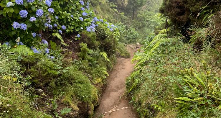 Sendero angosto de tierra bordeado por helechos exuberantes e hortensias azules en flor en un bosque brumoso.