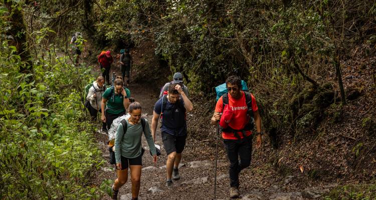 Une file de randonneurs monte un sentier forestier humide entouré d'une végétation dense sur le Chemin de l'Inca.