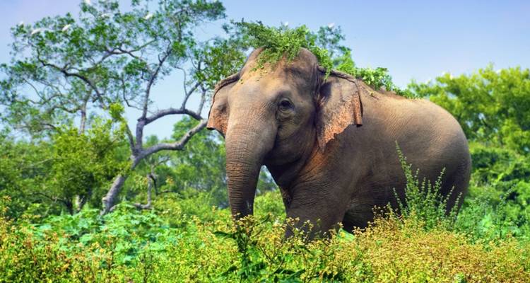Grote Aziatische olifant staande in weelderig groen struikgewas met bladeren over zijn rug hangen