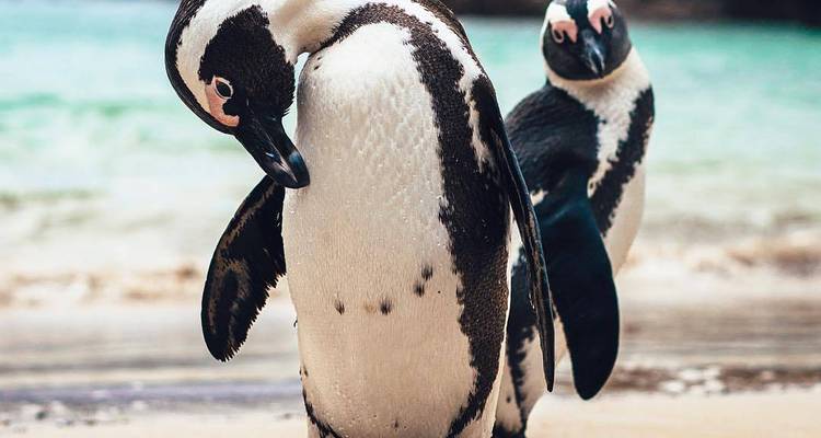 Vue rapprochée de deux manchots africains se toilettant sur une plage de sable fin avec la mer turquoise en arrière-plan