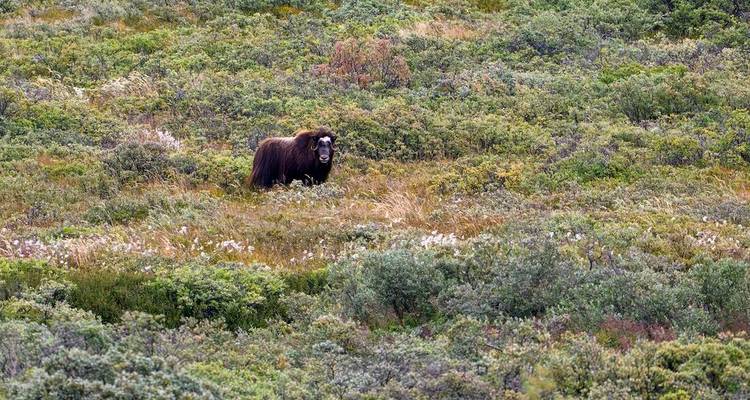 Ein einsamer Moschusochse steht inmitten der weitläufigen grünen Tundra-Vegetation.