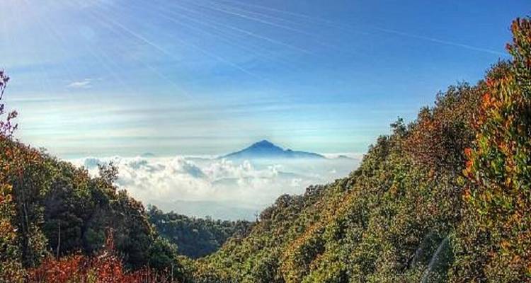 Lush forested valley opening toward a distant peak floating above a sea of clouds.