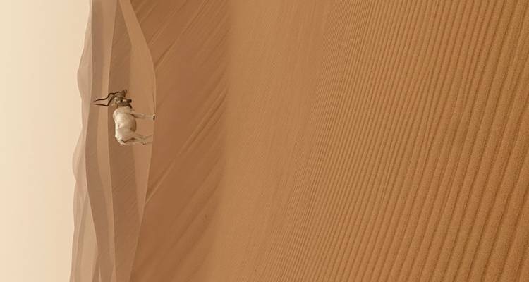 Solitary antelope standing on endless rippled dunes beneath a hazy desert sky.