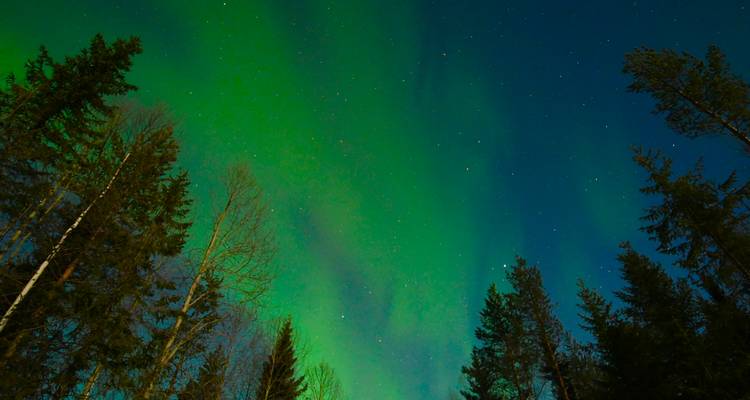Les aurores boréales vert vif tourbillonnent au-dessus des silhouettes sombres des sapins éternels contre un ciel nocturne bleu profond.