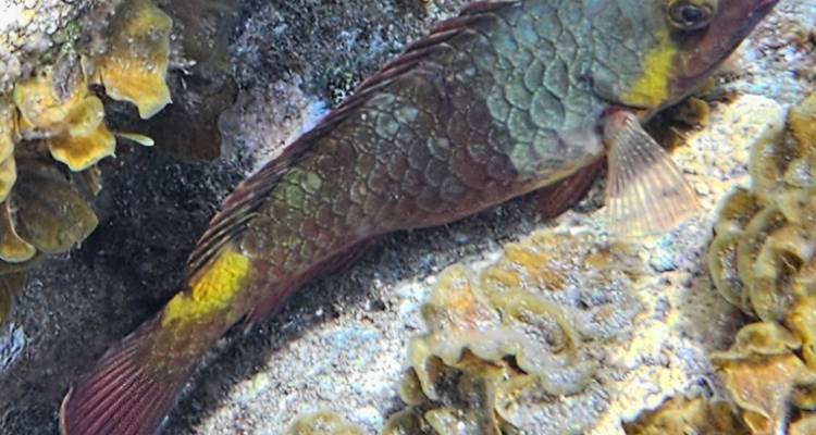 Gros plan d'un poisson de récif tacheté au repos sur du corail, image notablement floue.