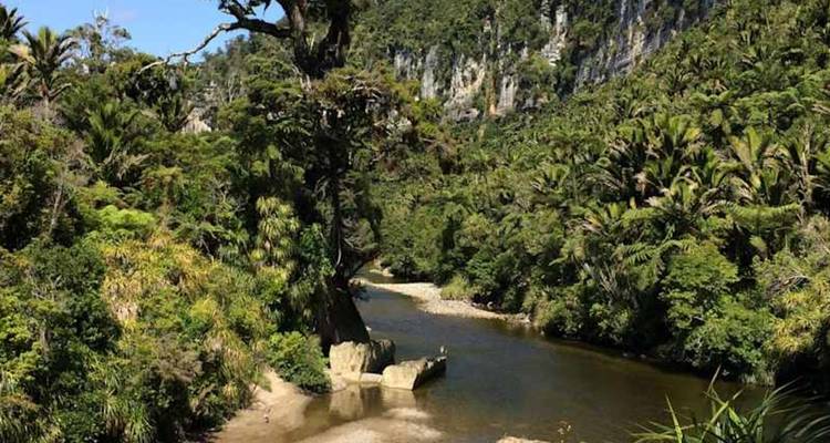 Canyon de forêt tropicale dense et luxuriante avec rivière s'écoulant sous des parois calcaires imposantes.