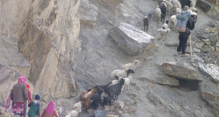 Herders and goats navigate a narrow rocky mountain trail carrying supplies; image is slightly blurry.