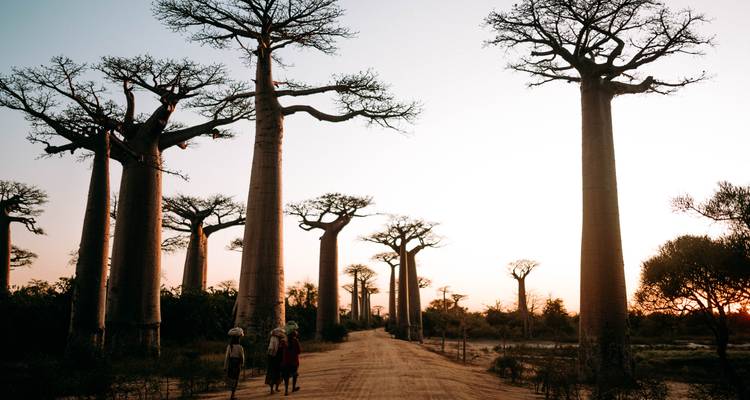 Avenue emblématique des Baobabs au coucher du soleil avec des arbres imposants et des habitants marchant le long de la route de sable