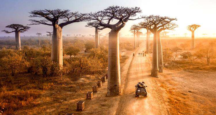 Vue aérienne par drone d'une voiture vintage circulant dans l'Allée dorée des Baobabs au lever du soleil avec une légère brume