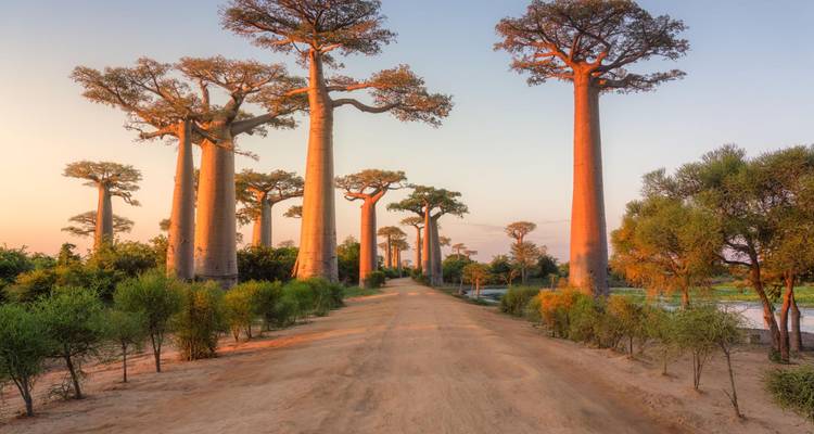 Rangée de majestueux baobabs brillant dans la lumière chaude du soir le long d'une route de terre