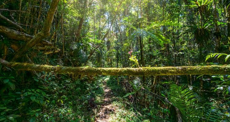Sentier de forêt tropicale dense ombragé par de grands arbres et des fougères luxuriantes avec un tronc tombé recouvert de mousse