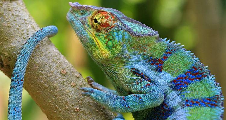 Gros plan vivide d'un caméléon coloré s'accrochant à une branche, mettant en évidence les écailles complexes