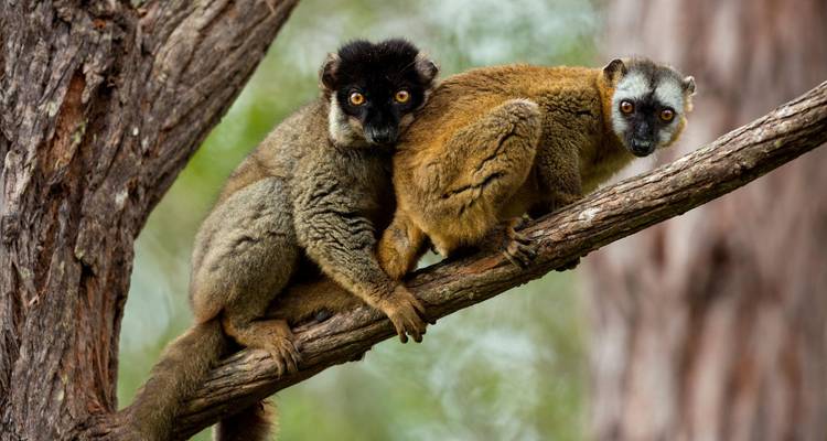 Deux lémurs aux yeux orange frappants sont perchés près l'un de l'autre sur une branche d'arbre en forêt