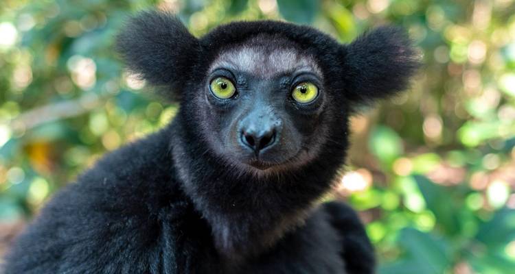 Portrait d'un lémur indri aux yeux vert vif qui regarde curieusement l'appareil photo