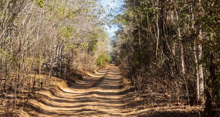 Route en terre poussiéreuse traversant une forêt de feuillus secs sous une lumière du jour éclatante