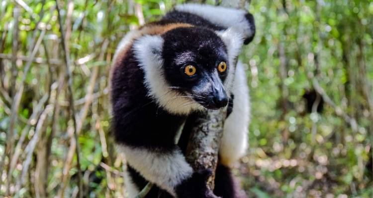 Lémur vari noir et blanc s'agrippant à un tronc d'arbre dans un environnement forestier verdoyant