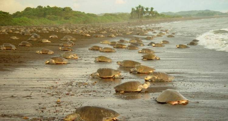 Des dizaines de tortues marines rampant le long d'une plage de sable sombre vers l'océan à l'aube.