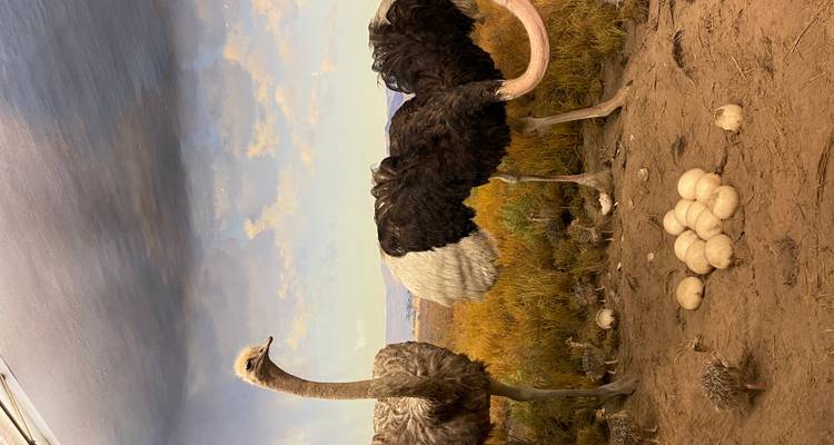Diorama muséal d'autruches gardant des oeufs dans une scène de prairie aride.