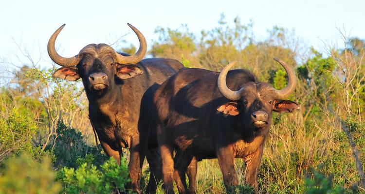 Deux buffles africains debout, vigilants, dans la végétation de savane dorée à l'aube.