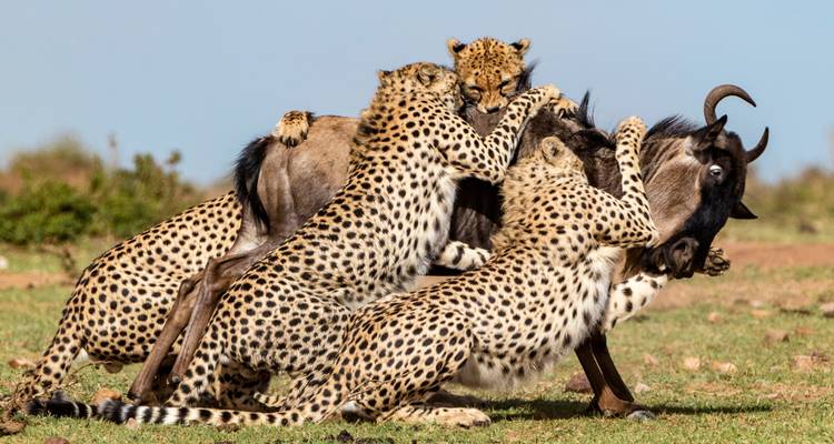 Scène spectaculaire de trois guépards chassant et maîtrisant un gnou sur une prairie ouverte.