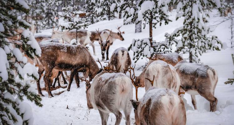 Un troupeau de rennes en quête de nourriture dans une forêt enneigée entourée de branches de sapin chargées de neige.