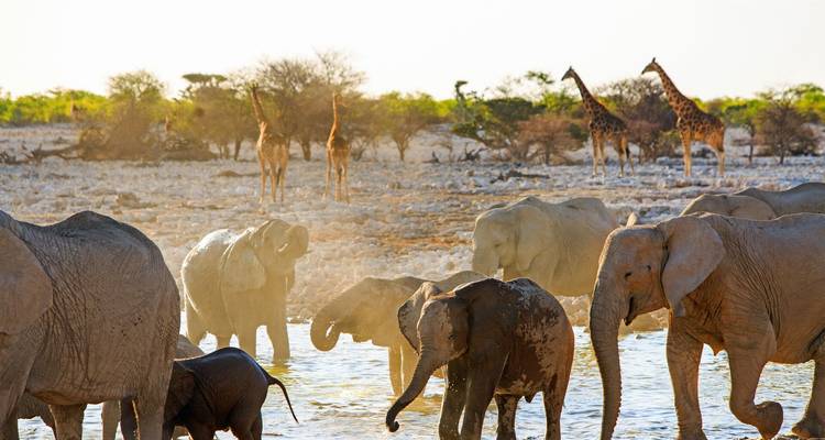 Olifanten, giraffen en stoftige savanne op de achtergrond die samenkomen rond een drinkplaats in gouden licht.