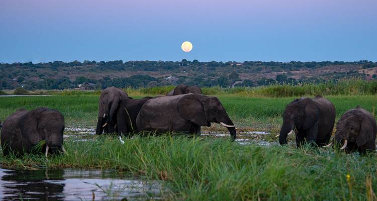 Kudde olifanten die grazen in wetlands onder een opgaande volle maan.