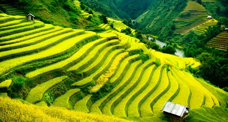Bright yellow rice terraces sweeping down a steep valley with a river and small hut below.