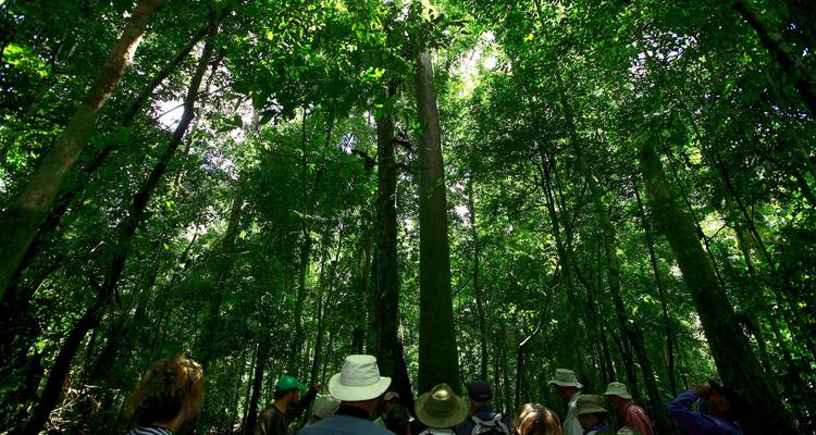 Les voyageurs regardent vers le haut les arbres imposants de la forêt tropicale en faisant une randonnée à travers la jungle verdoyante dense.