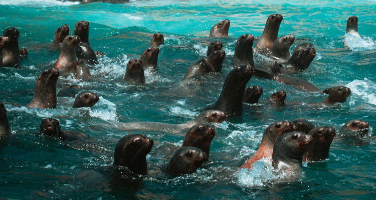 Decenas de traviesos leones marinos asoman sus cabezas sobre el agua turquesa en una colonia muy animada.