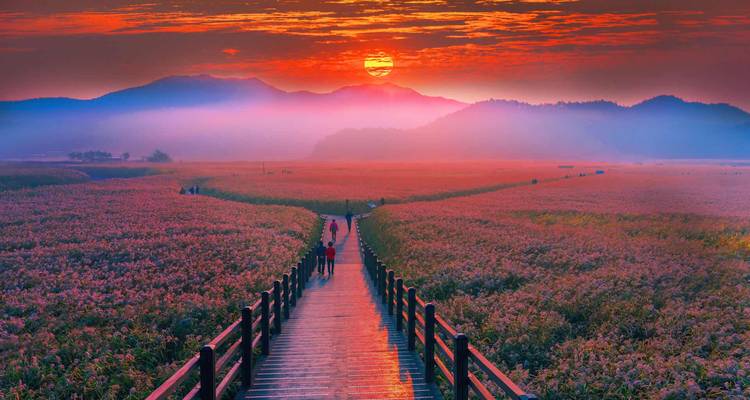 De vastes champs de fleurs roses avec une passerelle en bois menant vers un lever de soleil dramatique sur des montagnes brumeuses.