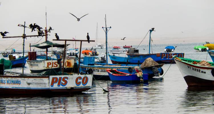 Les petits bateaux de pêche colorés portant l'inscription « PISCO » flottent paisiblement avec des oiseaux marins au-dessus.